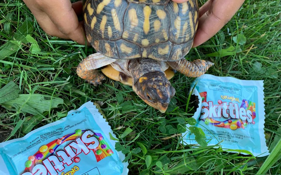 Skittles the box turtle